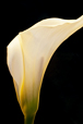 Calla Lily